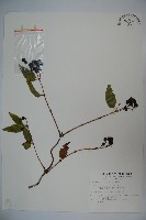 藏品(阿里山忍冬、漸尖葉忍冬)的圖片