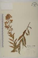 藏品(臺灣馬蘭)的圖片