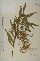 藏品(臺灣馬蘭)的圖片