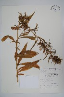 藏品(大本山梗菜)的圖片