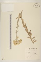 藏品(紅面番)的圖片