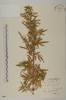 藏品(中南蒿)的圖片