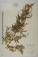 藏品(中南蒿)的圖片