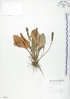 藏品(車前草)的圖片