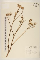 藏品(黃花三七草)的圖片