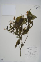 藏品(臺灣馬藍)的圖片