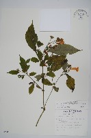 藏品(臺灣馬藍)的圖片