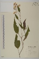 藏品(臺灣山白蘭)的圖片