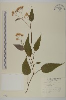 藏品(臺灣山白蘭)的圖片