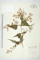 藏品(蔓黃菀)的圖片