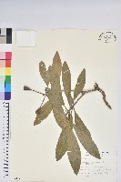 藏品(臺灣杜鵑)的圖片