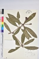 藏品(臺灣杜鵑)的圖片