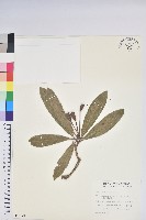 藏品(臺灣杜鵑)的圖片