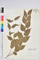 藏品(白珠樹)的圖片