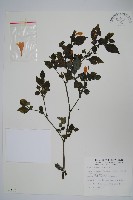 藏品(曲莖馬藍)的圖片