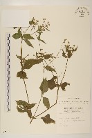 藏品(粗毛小米菊)的圖片