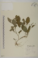 藏品(茯苓菜)的圖片