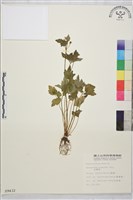 藏品(辣子草、揚子毛茛)的圖片