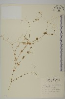 藏品(荷蓮豆草、菁芳草)的圖片