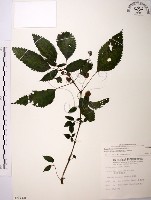 藏品(長梗盤花麻)的圖片