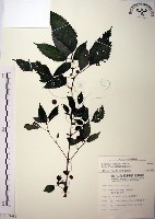 藏品(長梗盤花麻)的圖片