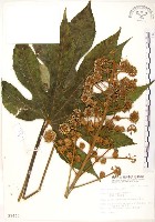 藏品(臺灣八角金盤)的圖片