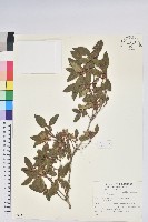 藏品(紅毛杜鵑)的圖片