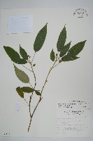 藏品(臺灣樹參)的圖片