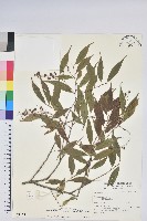 藏品(巒大越橘)的圖片