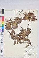 藏品(臺灣馬醉木)的圖片