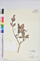 藏品(凹葉越橘)的圖片