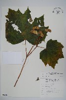 藏品(裂葉秋海棠)的圖片