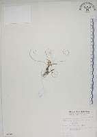 藏品(鹿角蘭、小鹿角蘭)的圖片