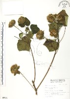 藏品(山芙蓉、臺灣山芙蓉、狗頭芙蓉)的圖片