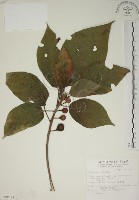 藏品(牛乳榕)的圖片