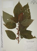 藏品(牛乳榕)的圖片