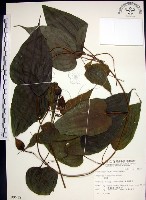 藏品(百部)的圖片