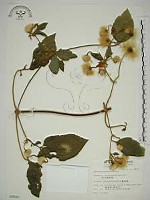 藏品(銹毛鐵線蓮)的圖片