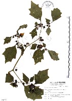 藏品(龍珠)的圖片