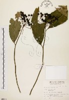 藏品(黑星紫金牛)的圖片