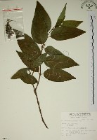 藏品(大葉溲疏)的圖片