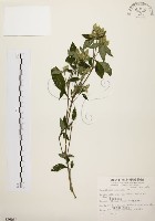 藏品(臺灣鱗球花)的圖片