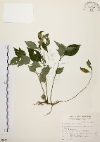 藏品(臺灣鱗球花)的圖片