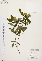 藏品(臺灣鱗球花)的圖片