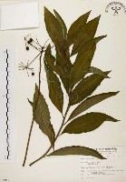 藏品(黑星紫金牛)的圖片