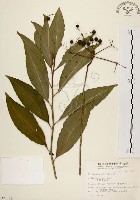 藏品(黑星紫金牛)的圖片