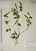 藏品(爵床)的圖片