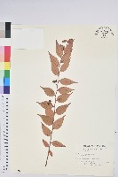 藏品(白珠樹)的圖片