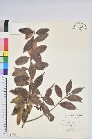 藏品(珍珠花、長尾葉越橘)的圖片