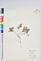 藏品(高山白珠樹)的圖片